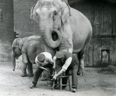 Erwachsene weibliche Indische Elefantin Assam Lukhi, die mit dem Wärter Charles Eyles ihre Füße im London Zoo, September 1923, getrimmt bekommt von Frederick William Bond